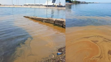 Yalova'da deniz kirliliğine sebep olan fabrikaya inceleme