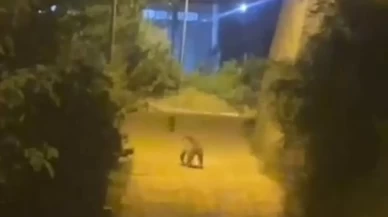 Gümüşhane'de ayı şehir merkezinde görüntülendi