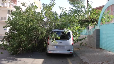 Park halindeki araca ağaç devrildi