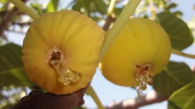 İncire Türkiye'den ve dünyadan sipariş yağıyor!