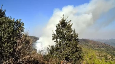 Suriye'nin Lazkiye kentinde orman yangını çıktı