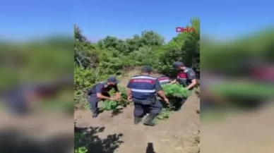 Yalova'da yasadışı kenevir ekimi yapan 1 şüpheli tutuklandı