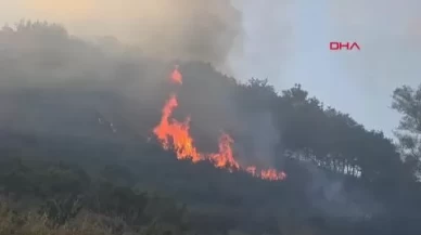 Bursa-Yalova sınırında orman yangını