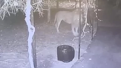 Çiftçiye saldıran aslanın sahibinden 'sosyaldi' savunması