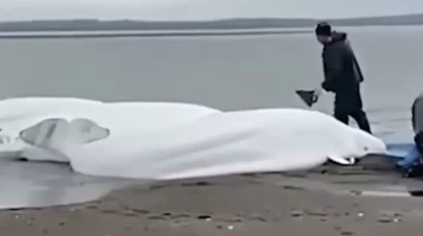 Japonya'da balinalar için seferber oldular