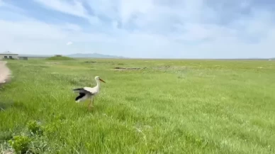 Milli Parklar, tedavisi tamamlanan yaban hayvanlarını doğaya bıraktı