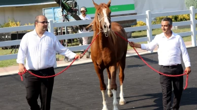 Milyonluk taylar, peynir ekmek gibi satıldı