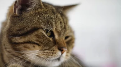 Hayali kayıp ilanı yüzünden telefonu susmuyor