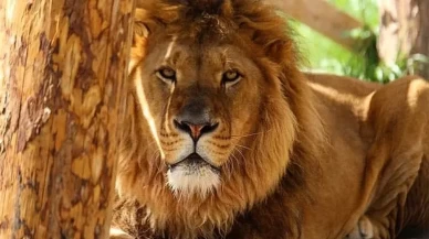 Manavgat'ta firari aslan aranıyor!