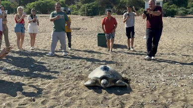 Uydu cihazı takılan kaplumbağa denizle buluşturuldu
