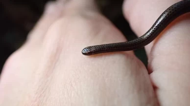 Nesli tükendi sanılan yılan bulundu