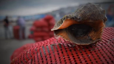 Türkiye'nin deniz salyangozu ihracatında büyük başarı