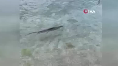 Su samuru Silivri'de görüldü