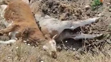 Karabük’te 3 inek şap hastalığından telef oldu