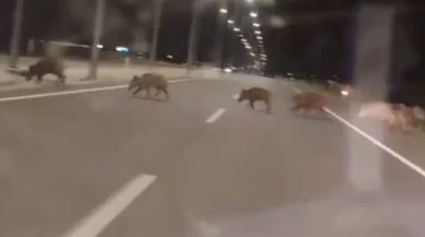 Kara yoluna çıkan yaban domuzları sürücülerin korkulu rüyası oldu