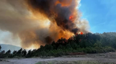 Balıkesir'de orman yangını
