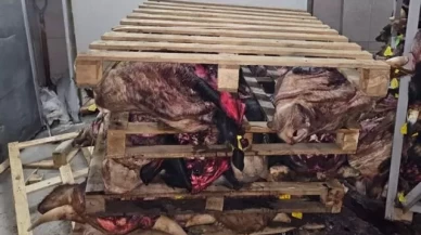 Boş tamirhanede çürümüş hayvan kafaları ortaya çıktı