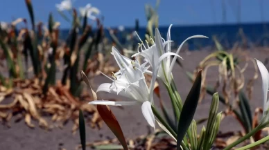 Nesli tehlikede: Bu çiçeği koparmanın cezası 380 bin TL