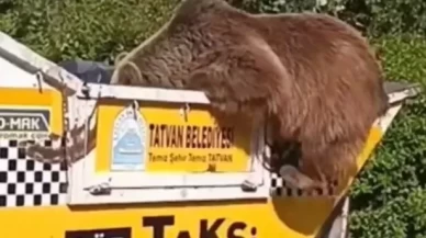 Aç kalan ayı çöp kamyonetinde yiyecek aradı... O anlar kameralarda
