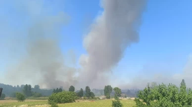 Edirne'de orman yangını