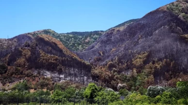 Yangın sonrası acı tablo: 'Yeşil' ve 'siyah' yan yana