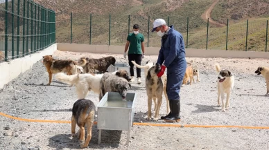 Doğal yaşam alanında 1600den fazla köpek barınıyor