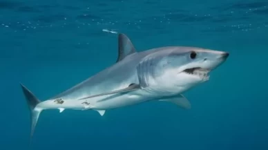 Köpek balığı görüntüleri uzmanlarca değerlendirildi