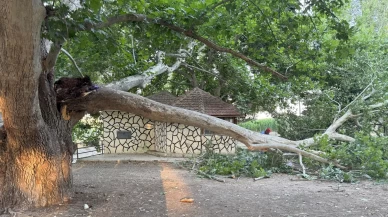 Piknik alanında ağacın dalı vatandaşların üzerine devrildi: 11 yaralı