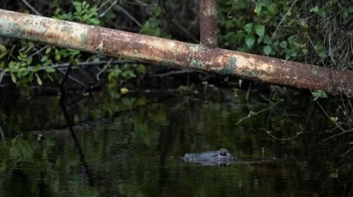 Trump'ın timsah ve pitonlarla dolu gözaltı adası açılıyor!