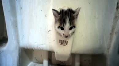 Başı lavabo deliğine sıkışan kedinin imdadına itfaiye yetişti