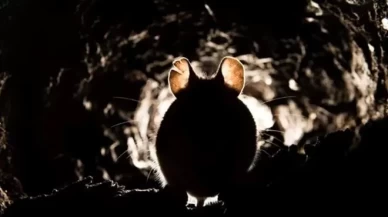 Evinde uyuyan çocuğu lağım faresi ısırdı