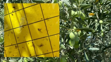 Salihli’de üreticiler ‘zeytin sineği’ne karşı bir kez daha uyarıldı