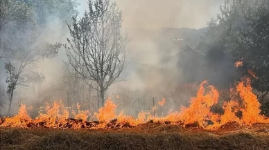 Ormanları korumak için yeni yasak!