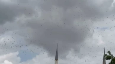 Güneye göç eden yüzlerce leylek İstanbul semalarında