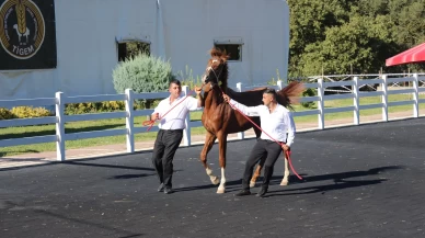 58 tay 25 milyon liraya satıldı