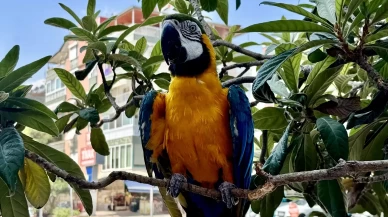 Antalya'da çalınan papağan  ‘Cabbar’ bulundu