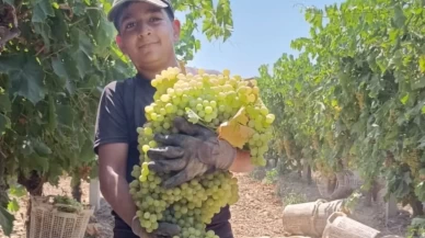 Manisa'da 7 kilo 250 gramlık üzüm salkımı