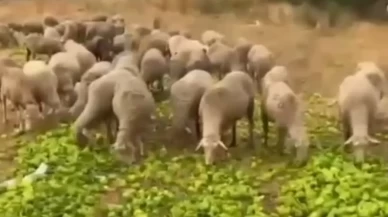 Biber videosu sosyal medyayı karıştırdı! Gerçek çok başka çıktı