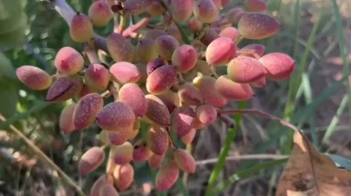 TİGEM'de fıstık hasadı başladı