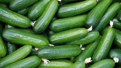 Salatalıkta Tazeliğin Sırrı: Haftalarca Çıtır Çıtır Kalmanın Yöntemi!