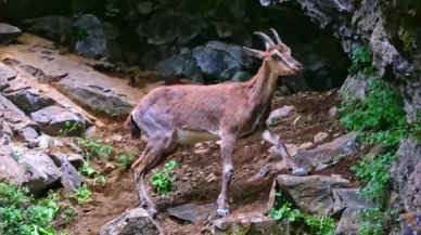 Erzincan’da yaban keçileri havadan görüntülendi