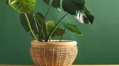 Bitkileriniz neden soluyor? Toprak ve saksı seçiminde yapılan hatalar