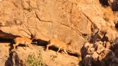 Yüksekova-Van kara yolunda sürü halindeki dağ keçileri görüntülendi