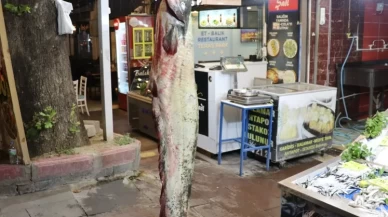 Amasya'da 2 metre 20 santimetre uzunluğunda yayın balığı yakalandı