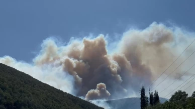 Kocaeli'de orman yangını