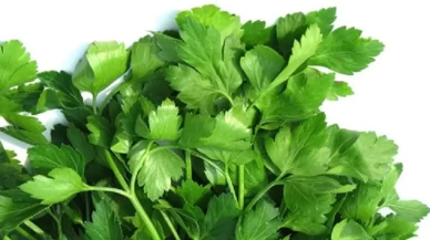 Maydanozunuz hızla soluyor mu? İşte çaresi
