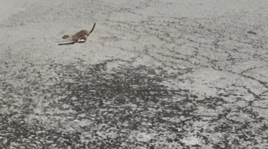 Kars'ta koruma altındaki gelincik caddede görüntülendi