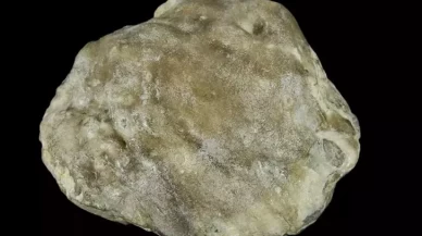 Avustralya'da 100 milyon yıllık fosil inci bulundu