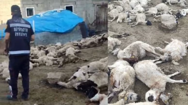 Van'da kurtlar ahıra saldırdı, bir sürü yok oldu