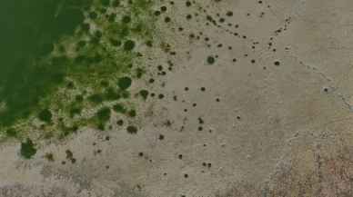 Metropolün gölgesinde sessiz çığlık: Balıklar yaşam savaşı veriyor